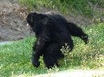 Chimpanzé <i>(Pan troglodytes) </i>
