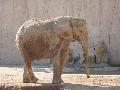 Elefante-africano