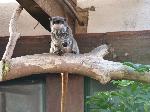 Saguim-imperador <i>(Saguinus imperator)</i>