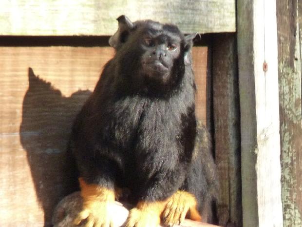 Saguim-de-mãos-douradas