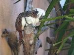 Saguim-cabeça-de-algodão <i>(Saguinus oedipus)</i>