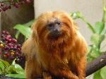 Mico-leão-dourado <i>(Leontopithecus rosalia)</i>