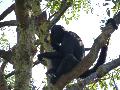 Macaco-aranha-da-Colômbia