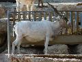 Addax