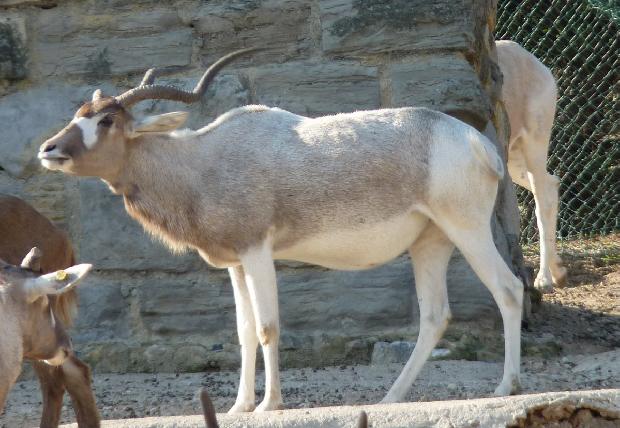 Addax