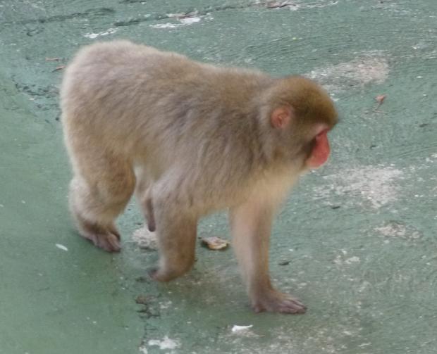 Macaco-do-Japão