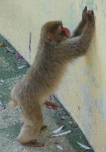 Macaco-do-Japão <i>(Macaca fuscata)</i>