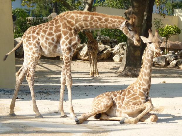 Girafas-de-Angola