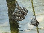 Aligátor-do-Mississipi <i>(Alligator mississippiensis)</i>