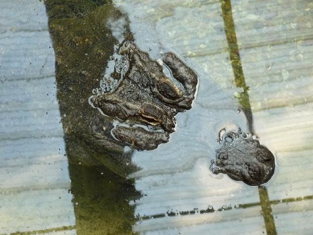 Aligátor-do-Mississipi