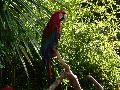 Arara-vermelha