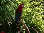 Aves