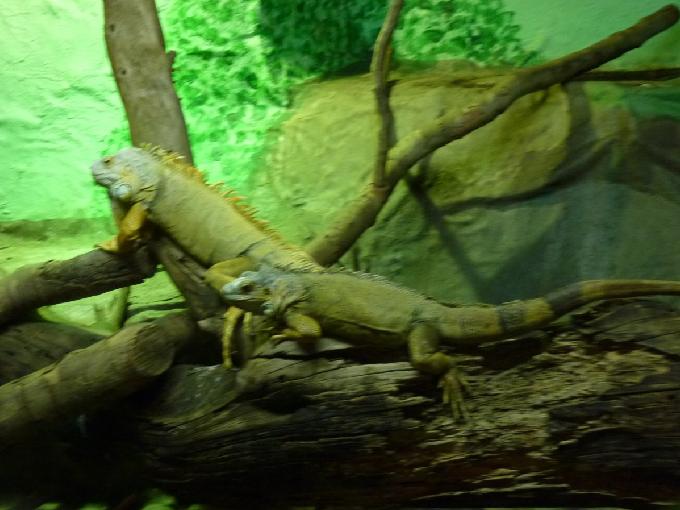 Iguana-verde
