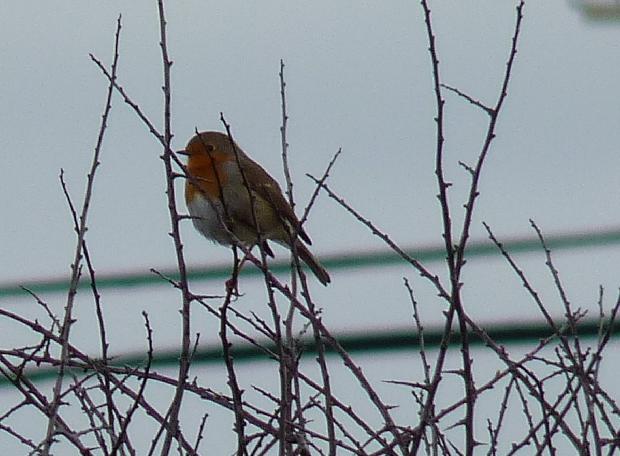 Pisco-de-peito-ruivo