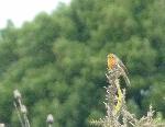 Aves