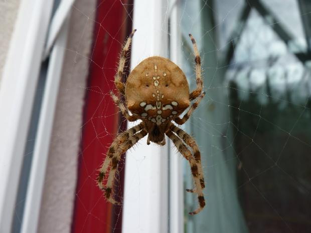 Aranha-de-cruz-pálida