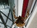 Aranha-de-cruz-pálida