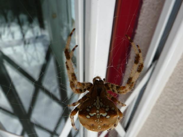 Aranha-de-cruz-pálida