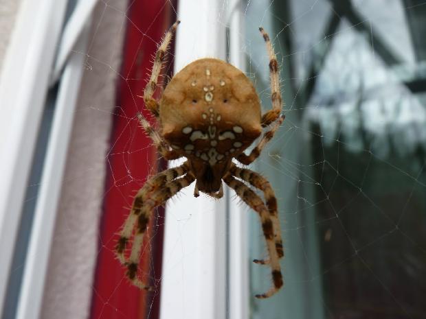 Aranha-de-cruz-pálida