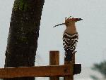 Aves