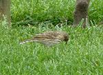 Aves