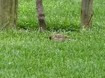 Aves