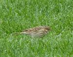 Aves