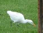 Aves