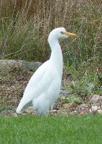Aves