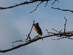Aves