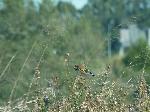 Aves