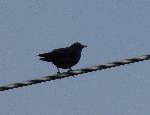 Aves