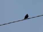 Aves