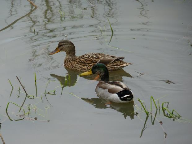 Casal de patos-reais