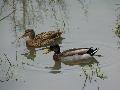 Casal de patos-reais