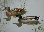 Aves