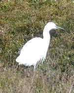 Aves
