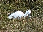 Aves