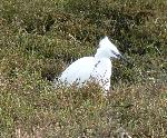 Aves