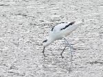 Aves