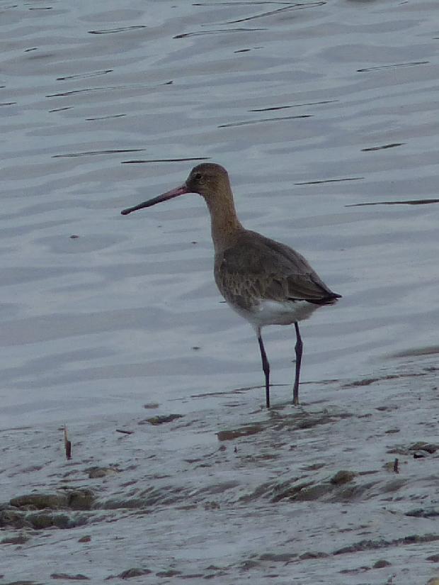 Maçarico-de-bico-direito