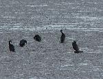 Aves