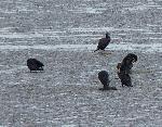 Aves