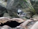 Aves