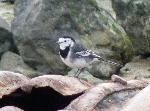 Aves