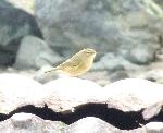 Aves