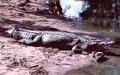 Crocodilo de água salgada