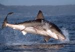 Tubarão-branco <i>(Carcharodon carcharias)</i>