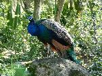 Aves