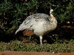 Aves